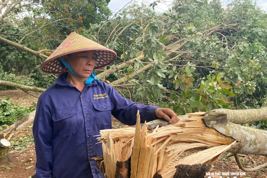 Nghệ An: Hàng trăm ha cây cao su bị đổ gãy do lốc xoáy