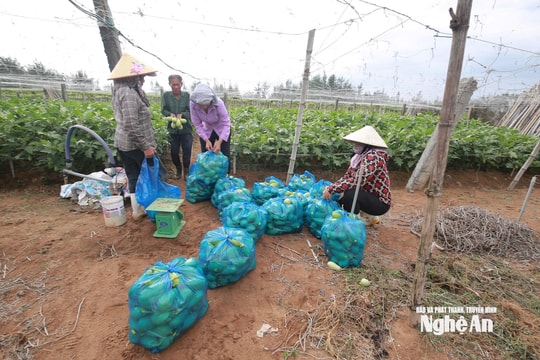 Chạy đua với bão số 3 Wipha, nông dân Nghệ An cấp tập thu hoạch nông sản