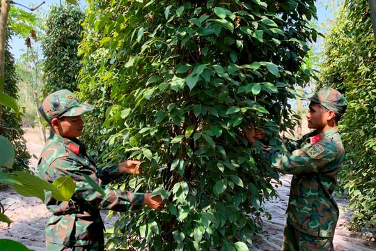 Giá tiêu hôm nay 21/7/2025: Thị trường như một canh bạc?