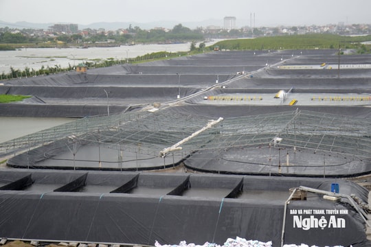 Người nuôi tôm Nghệ An tháo dỡ hàng ngàn mét vuông nhà lưới phòng bão số 3