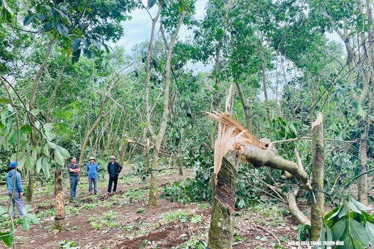 Dù bão số 3 Wipha chưa vào nhưng Nghệ An đã có những thiệt hại đầu tiên: 1 người chết, 4 người bị thương chủ yếu do cây đổ