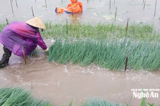 Ảnh hưởng bão số 3, Nghệ An mưa lớn, nhiều diện tích rau màu của người dân ngập trong nước
