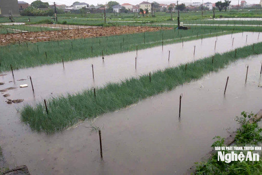 Thời tiết Nghệ An ngày 20/8: Có mưa vừa đến mưa to và dông