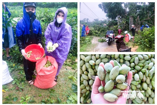 Chạy đua với lũ, nông dân Nghệ An thu hoạch non, vớt vát mùa vụ