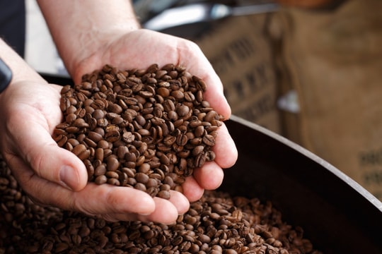 Giá cà phê hôm nay 23/7/2025: Giảm mạnh hàng loạt