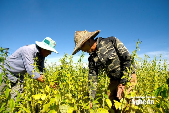 Người dân Lam Thành phấn khởi được mùa lạc, vừng, ớt cay