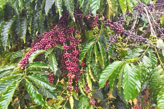 Giá cà phê hôm nay 24/7/2025: Tăng giá kỷ lục