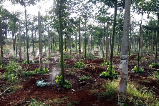 Giá tiêu hôm nay 24/7/2025: Trạng thái giằng co