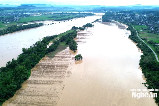 Chính quyền xã Đại Đồng (Nghệ An) cùng người dân tìm phương án giải cứu đàn bò mắc kẹt ngoài bãi nổi sông Lam