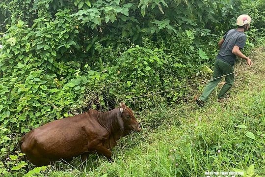 Giải cứu thành công đàn bò mắc kẹt ngoài bãi nổi sông Lam do nước lũ dâng cao