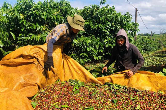 Giá cà phê hôm nay 25/7/2025: Tiếp tục tăng nhẹ