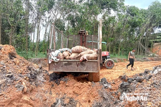 Dịch tả lợn châu Phi bùng phát trên địa bàn xã Bích Hào, hàng nghìn con lợn đang bị dịch uy hiếp