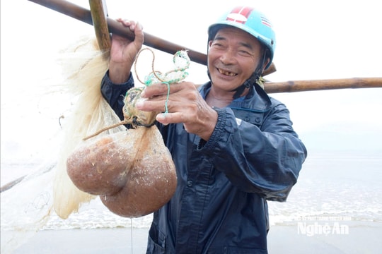 Sau bão, người dân 'đẩy ruốc' ở Nghệ An phấn khởi vì được mùa, được giá