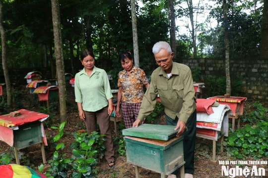 Nuôi ong dưới tán rừng, tán cây ăn quả: Hướng sinh kế bền vững