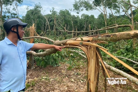 Nghệ An: Cây cao su bị đổ gãy hàng loạt do giông lốc bất ngờ, giá bán ngang củi đun