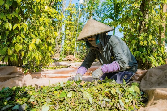 Giá tiêu hôm nay 28/7/2025: Giảm nhẹ, dao động biên độ thấp