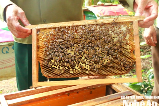 Nông dân xã miền núi Nghĩa Đồng làm giàu từ nghề nuôi ong lấy mật
