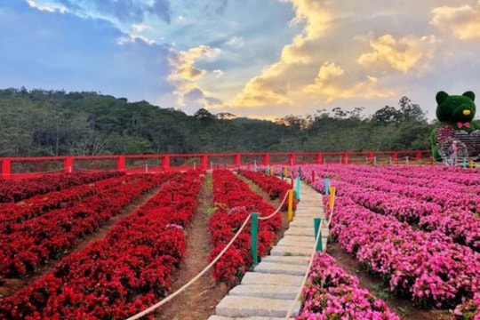 Ngôi sao bất ngờ của nông sản Việt: Thu gần 40 triệu USD chỉ sau 5 tháng xuất khẩu