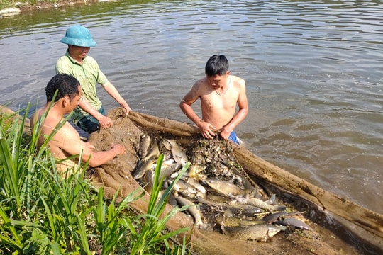 Việt Nam vượt mặt Trung Quốc, Na Uy, vươn lên top 3 nhà cung ứng thuỷ sản lớn nhất tại quốc gia này
