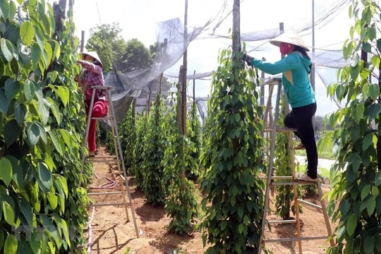 Giá tiêu hôm nay 29/7/2025: Việt Nam tăng nhập khẩu hồ tiêu