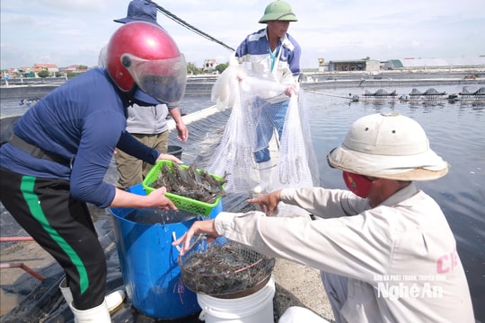 Tranh thủ thời tiết thuận lợi, chủ đầm nuôi ở Nghệ An thu hoạch tỉa thủy sản, bán được giá cao