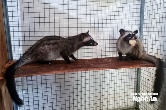Gia đình người Thái ở Nghệ An nuôi chồn và dế thương phẩm lãi cả trăm triệu đồng