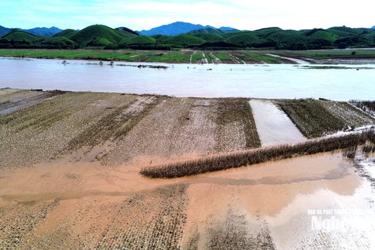 Hàng nghìn ha rau màu, cây ăn quả ven sông Lam bị vùi lấp sau trận lũ lịch sử, người dân xốc lại tinh thần để khắc phục hậu quả