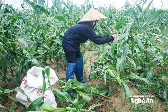 Nghệ An tập trung các giải pháp khôi phục sản xuất nông nghiệp sau mưa lũ