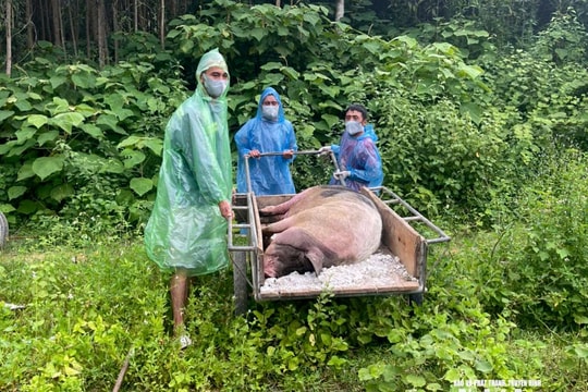 Người chăn nuôi Nghệ An được hỗ trợ ra sao khi lợn buộc phải tiêu hủy?