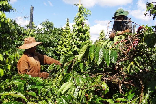 Giá cà phê hôm nay 2/8/2025: Tăng chạm mốc 100,000 đồng