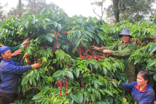 Giá cà phê hôm nay 3/8/2025: Áp lực giảm do bán tháo