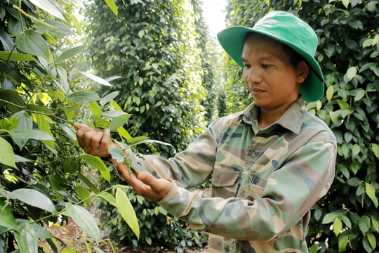 Giá tiêu hôm nay 5/8/2025: Giá tiêu trong nước đi ngang, thế giới chịu áp lực từ căng thẳng thuế quan Mỹ - Ấn