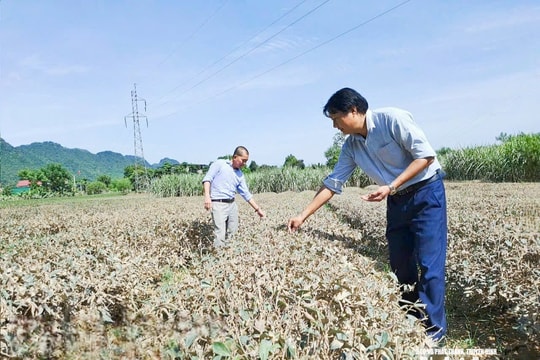 Nắng nóng gay gắt sau mưa lũ, cây trồng chết rũ do sốc nhiệt, nông dân Nghệ An gồng mình khắc phục