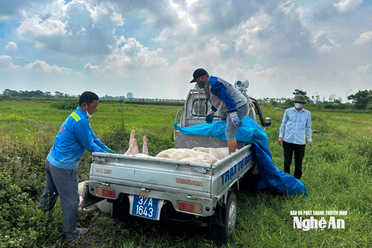 Hố chôn không an toàn, nguy cơ dịch tả lợn châu Phi lan rộng ở Nghệ An sau mưa lũ