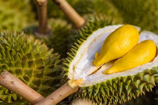 Điều kiện xuất khẩu sầu riêng tươi, nông hộ phải vượt qua những yêu cầu mới nào?