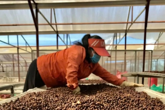 Giá cà phê hôm nay 6/8/2025: Tăng mạnh lên trên 100 nghìn đồng