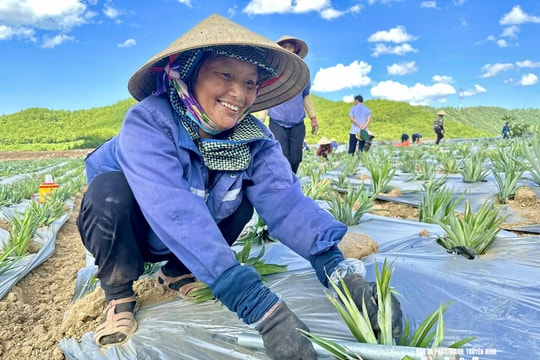 Kết nối sản xuất, tiêu thụ nông sản dứa, chè, cây ăn quả có múi các tỉnh vùng Bắc Trung Bộ