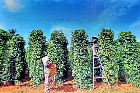 Giá tiêu hôm nay 7/8/2025: Giữ giá mức cao