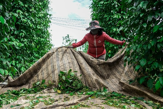 Giá tiêu hôm nay 8/8/2025: Đắk Lắk tăng nhẹ