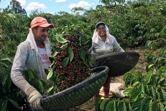 Thị trường cà phê Trung Quốc hưởng lợi từ căng thẳng thương mại Mỹ - Brazil
