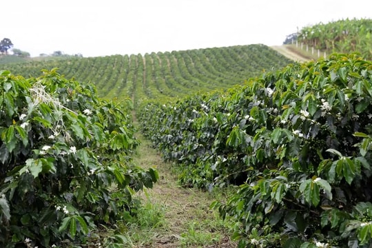 Giá cà phê hôm nay 10/8: Tăng cao như trong mơ