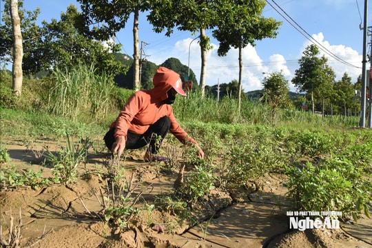 Nông dân vùng cao Nghệ An bắt tay khôi phục sản xuất sau ngập lũ