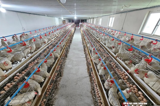 Sau hơn 1 năm 'gồng lỗ', người nuôi gà ở Nghệ An thở phào vì giá trứng tăng kỷ lục