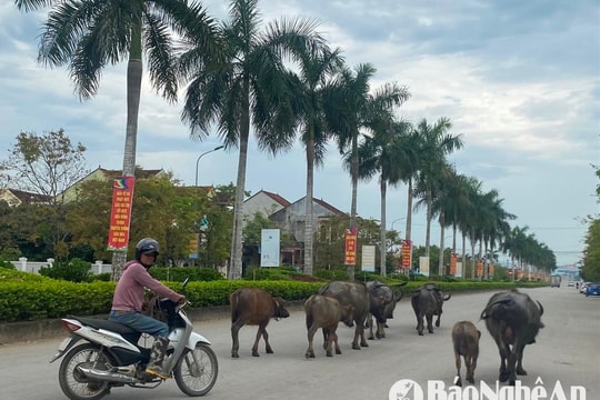 Chăn thả gia súc trên đường sẽ bị xử lý như thế nào theo quy định của pháp luật?