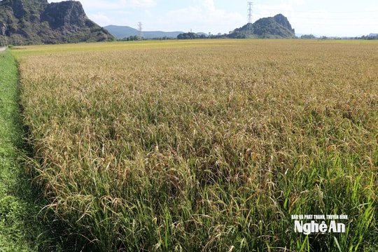Nghệ An: Không chủ quan với sâu bệnh hại 'tấn công' lúa hè thu trên diện rộng