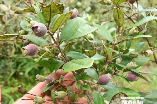 Người dân Bích Hào thu nhập khá từ việc khoanh vùng bảo vệ cây sim tự nhiên