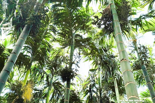 Cau lập đỉnh giá, bản người Thái ở Nghệ An trúng lớn