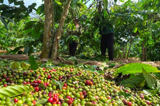 Giá cà phê hôm nay 13/8: Tăng rất mạnh rất khó hiểu