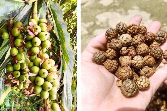 Thứ quả lạ mọc hoang thành 'vàng xanh', người dân miền Tây xứ Nghệ khoanh trồng, thu về hàng chục triệu đồng