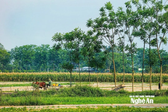 Thời tiết Nghệ An ngày 14/8: Trời nắng, chiều và đêm có mưa rào